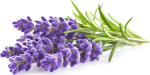Click & Grow Smart Garden refill Lavendel 3tk
