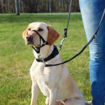 Trixie Training harness Top Trainer - S 22cm
