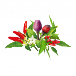 Click And Grow Smart Garden Refill 9-kuuline tomatipulbimix