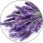 Medisana Aroomi essents Lavendel