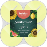 Bolsius Tealights 8pcs 5.5cm Sunflower AND amp;Citrus