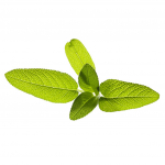 Click And Grow Smart Garden Refill 3-pakend - Aed Sage