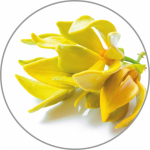 Medisana Aroomi essents Ylang-Ylang