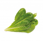 Click And Grow Smart Garden Refill 3-pakend - Romaine Salat