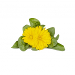 Click And Grow Smart Garden Refill 3-pakend - Kokapsas