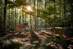 Fujifilm Fujinon XF16-55mm F2.8 R LM WR II