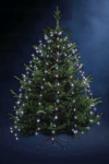 Fric Lights and Christmas 14185577 170 LED 1.65m
