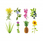 Click And Grow Smart Garden Refill 3-pakend - Katseversioon