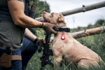 Tactical Airtagi Beam nahkkate Apple AirTagile / pruun