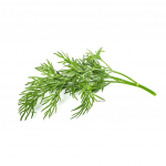 Click And Grow Smart Garden Refill 3-pakend - Koriandril (Note: "Koriandril" is the Estonian word for "dill".)