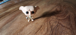 POP! Mini Harry Potter - Dobby Vinyl Figure
