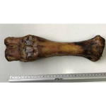 Dried beef bone, pcs. | 8158  | 4751008282962