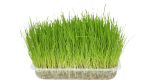 Flamingo Cat Grass Seed | 5400585008210