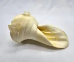 Real Dog Snacks White Bull Ears, 5 tk | 5902222607102