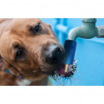 Dog Water Tap Feeder - suņu dzirdinātava ūdens krānam | 5170