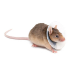 KVP Saf-T-shield pēcoperācijas apkakle grauzējiem 5,75-7,5 cm, d.9,5 cm | 742061547765