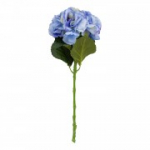 Hortensia AIAS, K54cm, sinine
