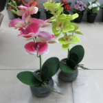 Orhidee GREENLAND potis, sega