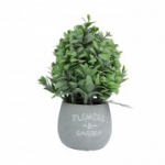 Kunsttaim GREENLAND potis, eukal&uuml;pt