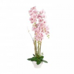 Orchid GARDEN QUEEN H124cm, heleroosa