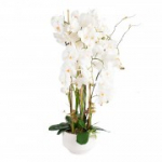 Orchid GARDEN QUEEN H102cm, valge