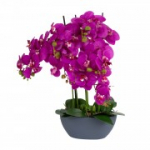 Orchid GARDEN QUEEN H64cm, tumeroosa