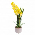 Orchid GARDEN QUEEN H70cm, kollane