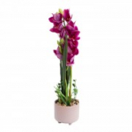 Orchid GARDEN QUEEN H70cm, tumeroosa