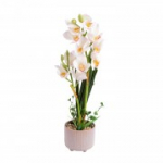 Orchid GARDEN QUEEN H70cm, valge