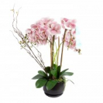 Orchid GARDEN QUEEN H68cm, heleroosa