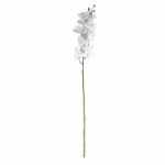 Orhidee FLOWERLY K94cm, valge