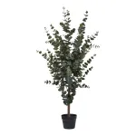 Eucalyptus Tree