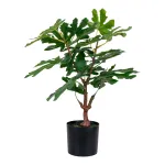 Fig Tree