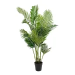 Areca-palm
