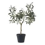 Olive Tree