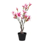 Magnolia Tree