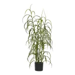 Grass Plant
