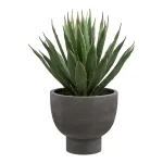 Agave Plant