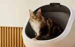 Luma Automatic Self-Cleaning Litter Box
