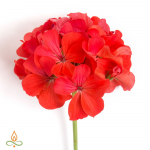 Geraanium, eeterlik &otilde;li - 10 ml