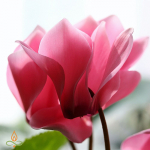 Br&auml;ndikoopia, Imperatrice, Dol&Gab, aroomi&otilde;li - 10 ml