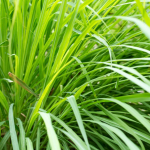 Sidrunhein, eeterlik &otilde;li - 250 ml