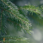 M&auml;nnipuu, eeterlik &otilde;li - 250 ml