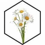 Ekstrakt seebi, kummeli jaoks - 10 ml