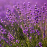 Lavendel, aroomi&otilde;li - 50 ml