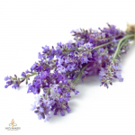 Lavendel, L&auml;ti, aroomi&otilde;li - 10 ml