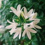 Jasmiin, aroomi&otilde;li - 1 L