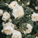 Metsik roos, aroomi&otilde;li - 1 L