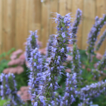 Pat&scaron;uli, aroomi&otilde;li - 50 ml