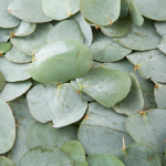 Eukal&uuml;pt, aroomi&otilde;li - 1 L